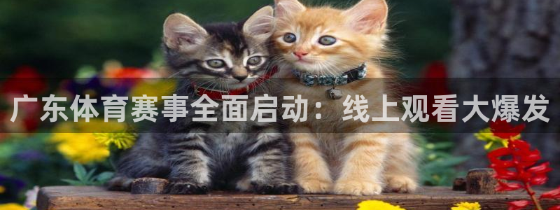 广东体育赛事全面启动：线上观看大爆发